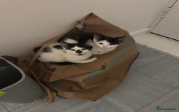 Mixed Breed cats for sale: Two Kittens for sale - Image 5