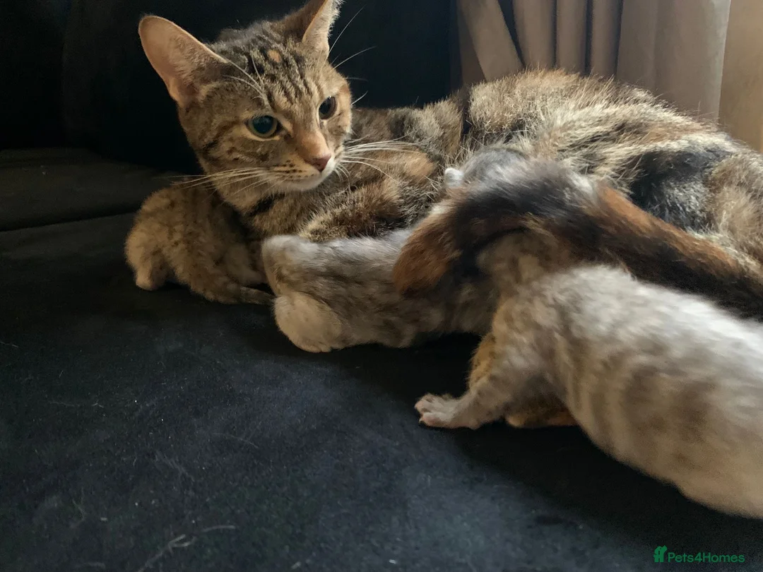 Mixed Breed cats for sale: Beautiful grey and ginger kittens in London - Advert 2