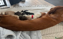 Cocker Spaniel dogs for sale: Working cocker spaniel puppies  - Image 13