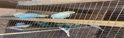 Budgerigars birds for sale: Baby budgies  - Advert 7