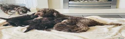 Cockapoo dogs for sale: Stunning Cockapoos - Advert 7