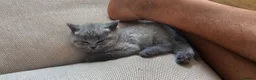 British Shorthair cats for sale: GCCF BSH Lovely Kittens - Advert 15