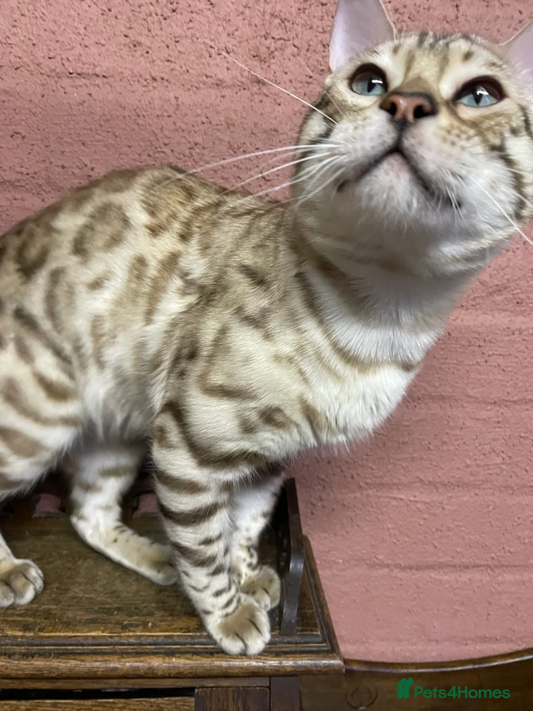 Bengal cats for sale: Bengal boy - Advert 12
