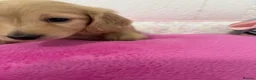 Miniature Dachshund dogs for sale: KC Miniature Long Haired English Cream Dachshunds  - Advert 15