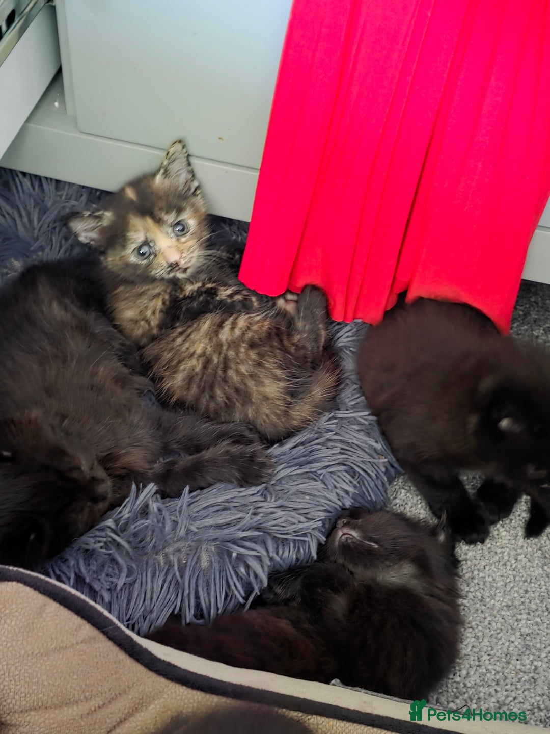 British Longhair cats for sale: 7 kittens boys and girls. British longhair cross  - Image 20