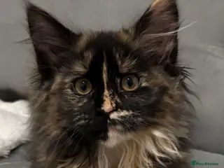 Maine Coon cats LAST ONE Perigee Maine Coon Kittens - Advert 8