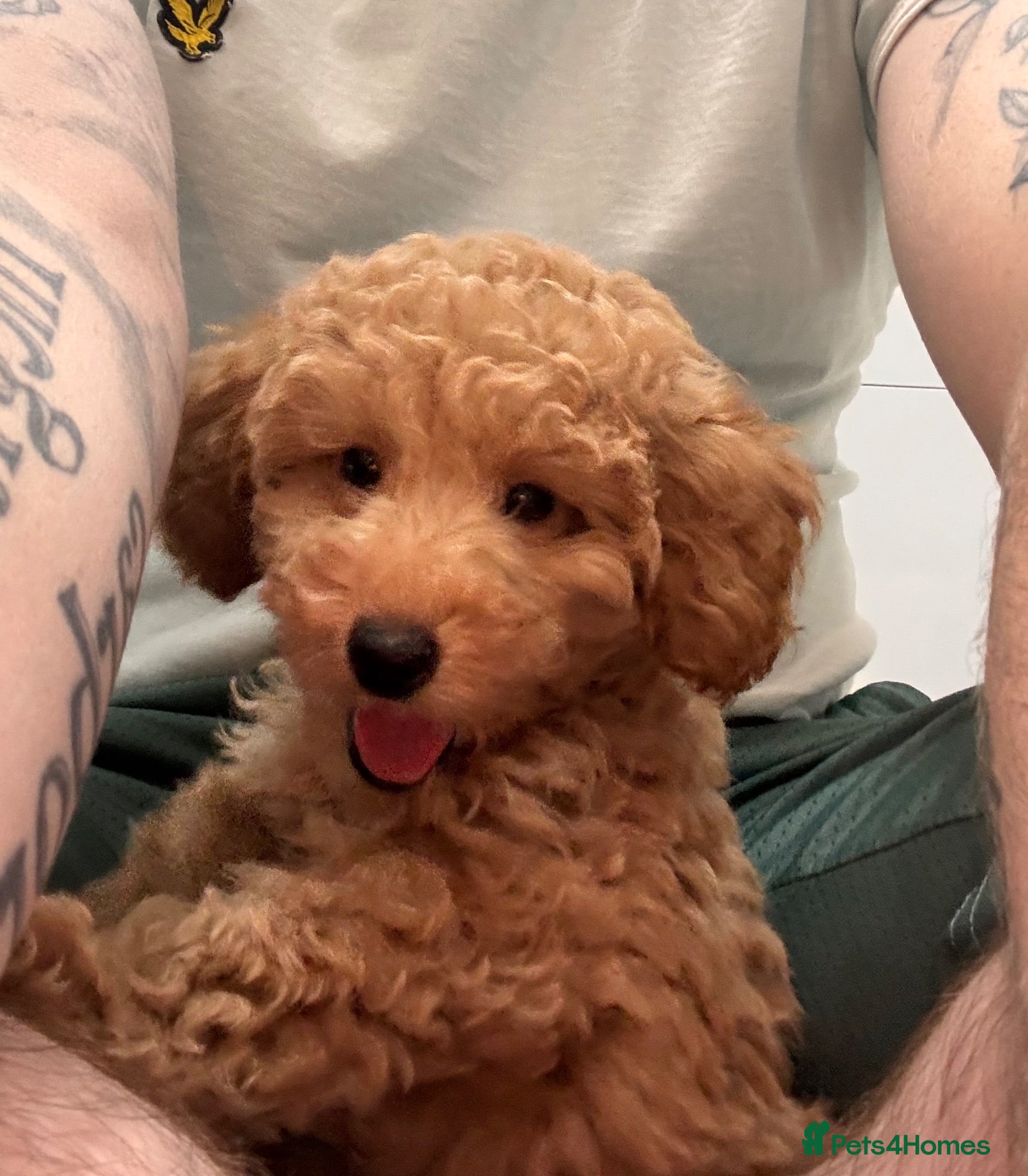 Toy Poodle dogs Toy poodle puppies🩵 READY TO LEAVE NOW🩵 - Advert 5