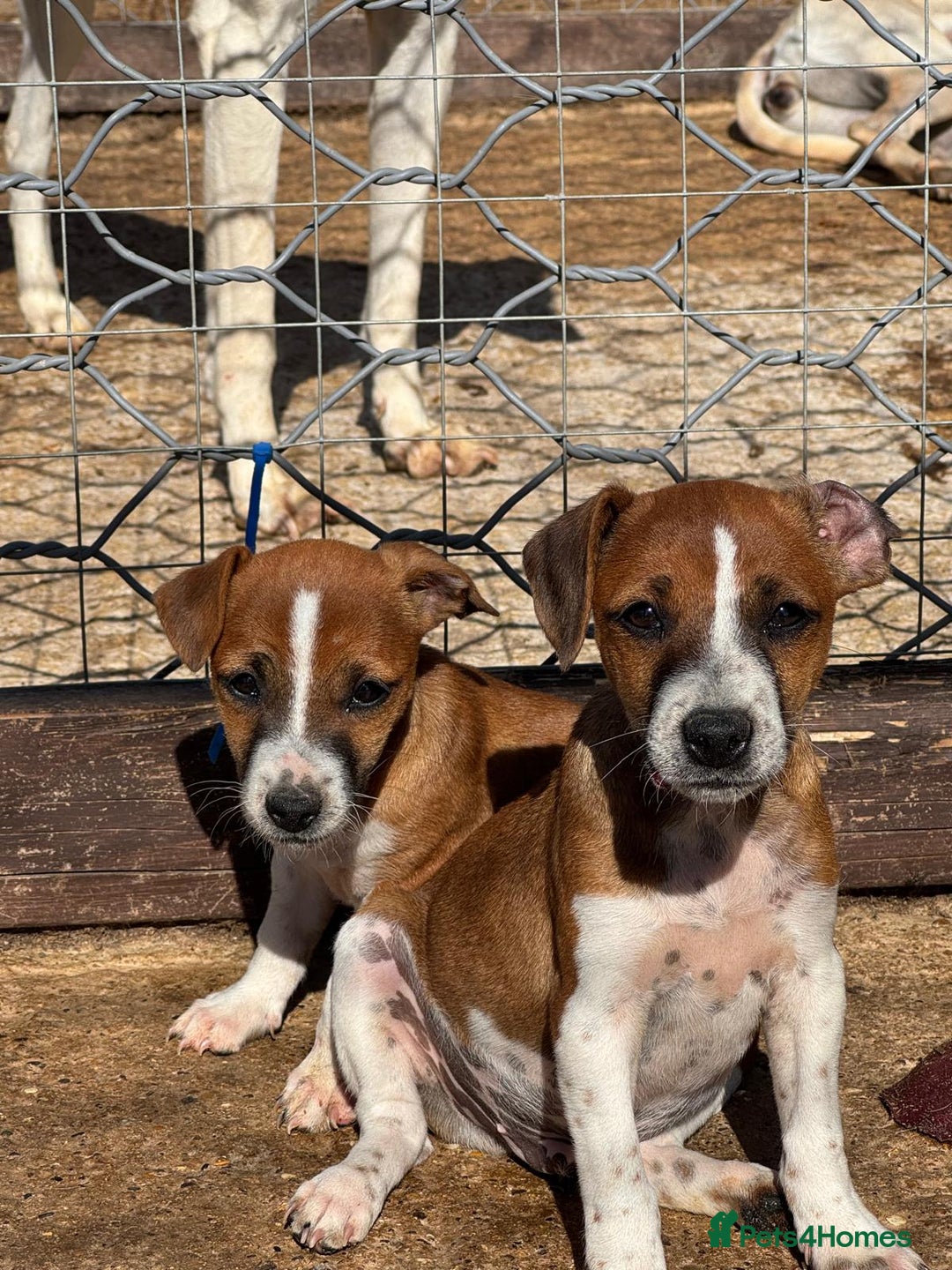 Jack Russell dogs for sale: Jack Russell’s - Image 11