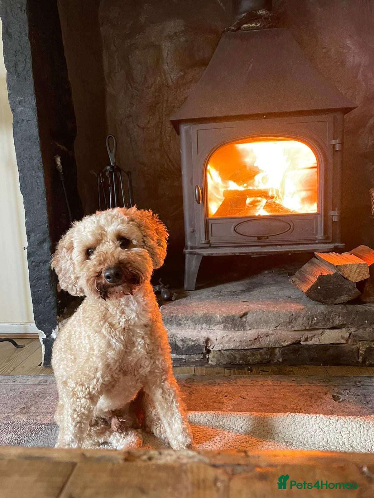 Miniature Poodle dogs miniature poodle  - Advert 5