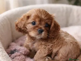 Cavalier King Charles Spaniel dogs ✨️ KC Registered Cavaliers Ruby & Blenheim boys - Advert 1