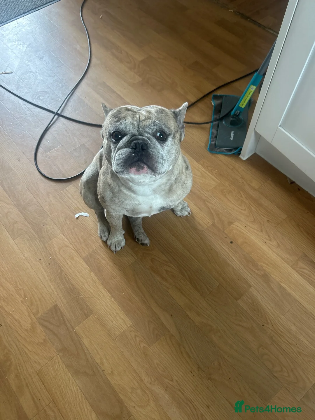 French Bulldog dogs for stud: Diesel - Advert 1
