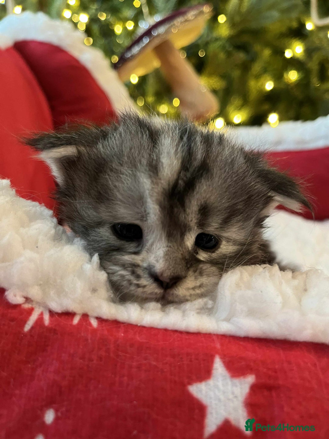 Maine Coon cats for sale: Pure Maine Coon Kittens - Advert 26