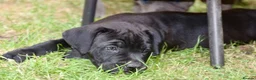 Mixed Breed dogs for sale: Stunning Cane Corso mix with Bullmastiff in Bristol - Advert 36