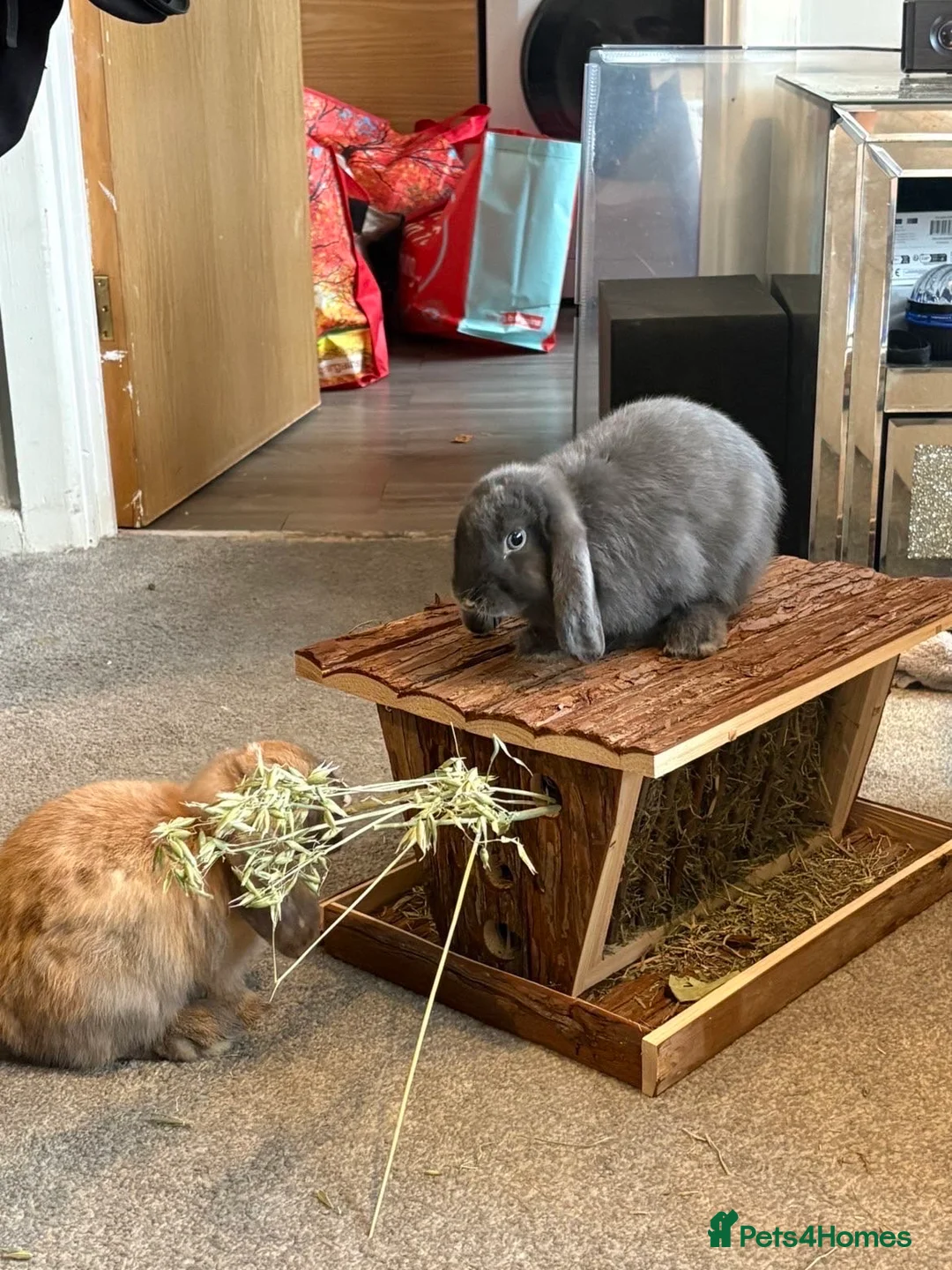 Mini Lop rabbits for sale: Two beautiful mini lops - Advert 1