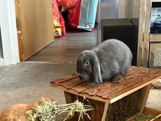 Mini Lop rabbits Two beautiful mini lops - Advert 3