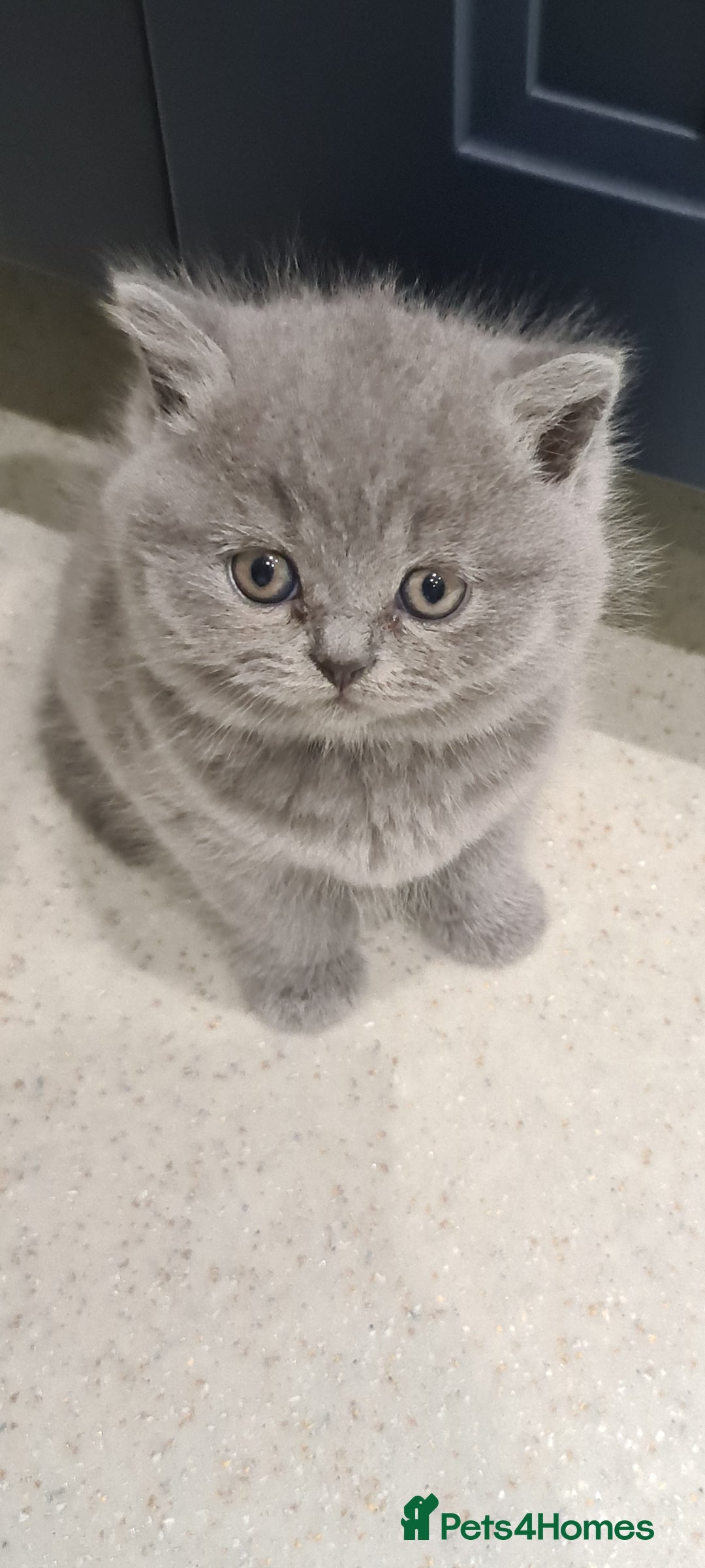 British Shorthair cats British shorthair kittens *LAST KITTEN AVAILABLE * - Advert 15