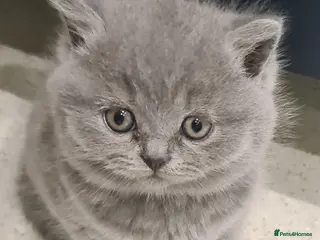British Shorthair cats British shorthair kittens *LAST KITTEN AVAILABLE * - Advert 15