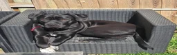 Cane Corso dogs for sale: Male cane corso  - Advert 2