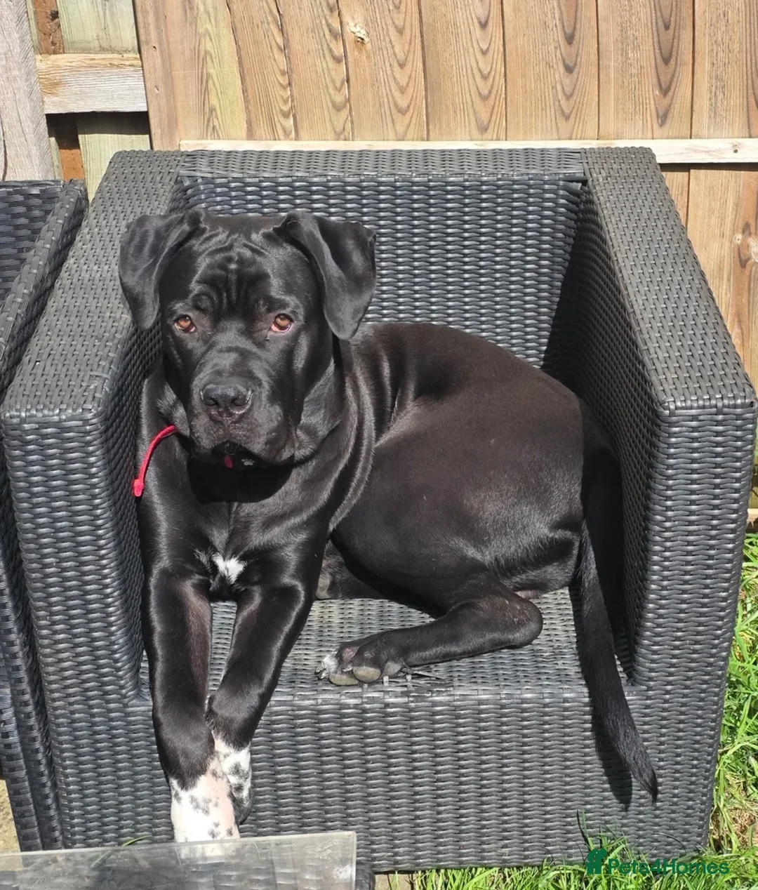 Cane Corso dogs for sale: Male cane corso  - Advert 2