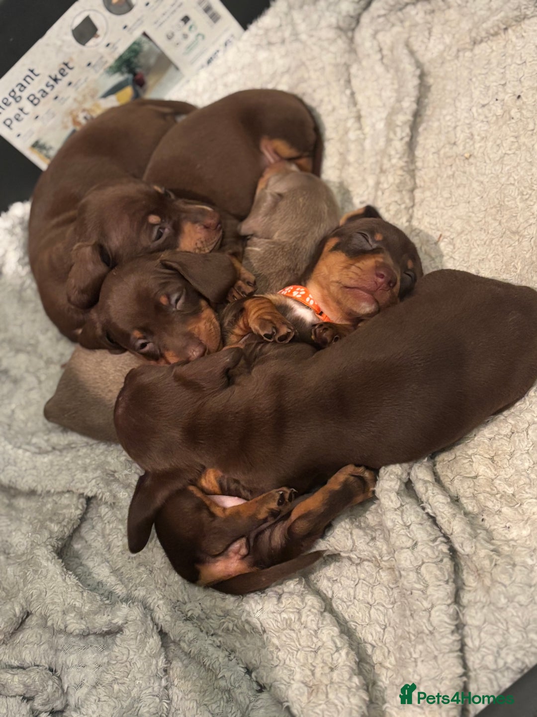 Miniature Dachshund dogs for sale: Beautiful miniature dachshund puppies - Advert 14