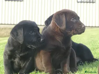 Labrador Retriever dogs Beautiful Labrador puppies - Advert 14
