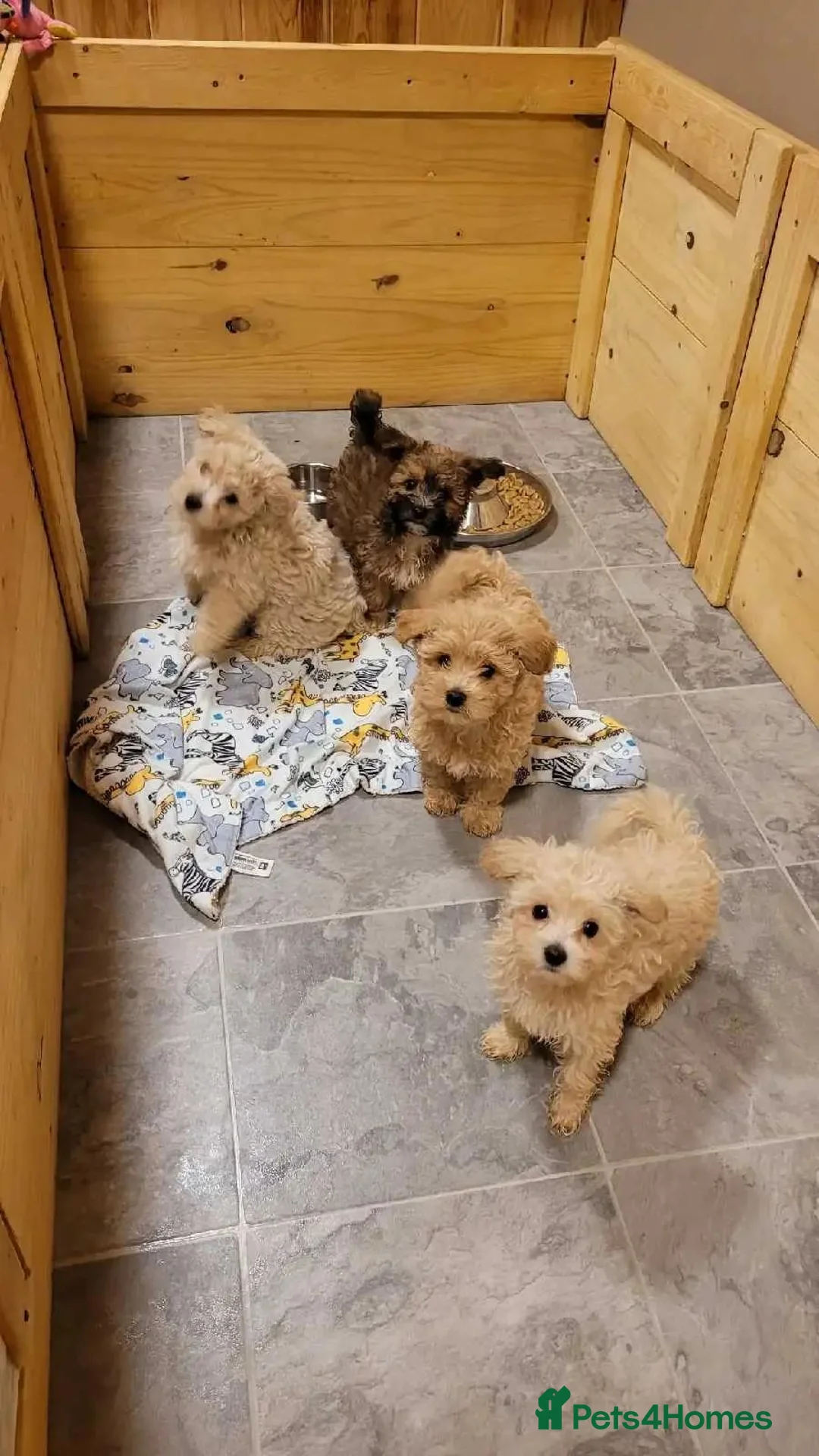 Maltipoo dogs for sale: Four little bundles of charm Maltipoo puppies - Advert 1