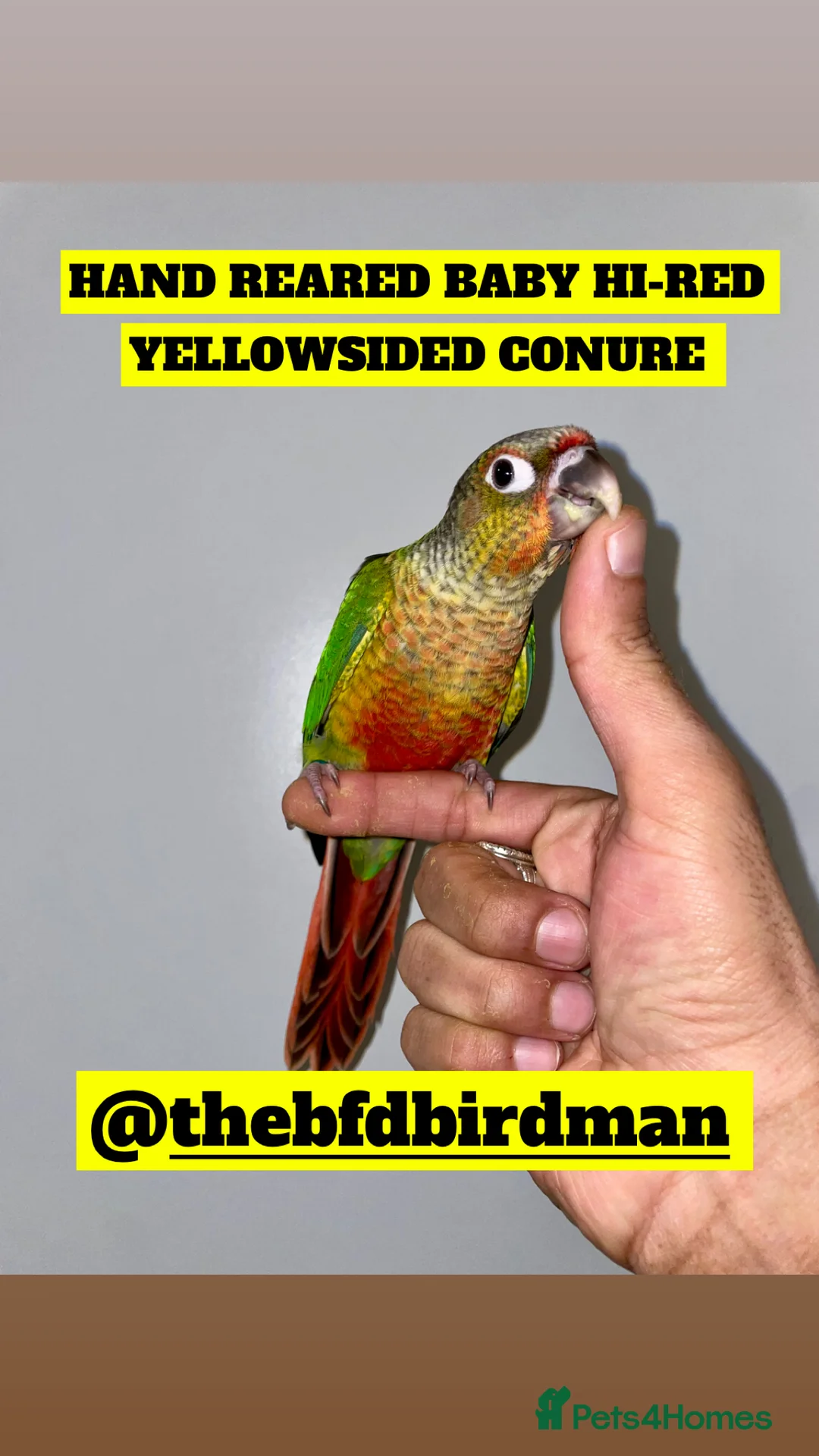 Conures birds for sale: 100% SILLY TAME HAND REARED BABY CONURES - Advert 3
