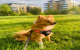 Pomeranian dogs for sale: Sweet, Playful “Stacy”  looks for her next home - Image 2