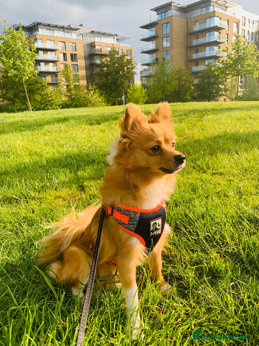 Pomeranian dogs for sale: Sweet, Playful “Stacy”  looks for her next home - Image 2