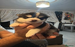 Pomsky dogs for sale: F4 beautiful puppy pomskie blue eyes - Image 34