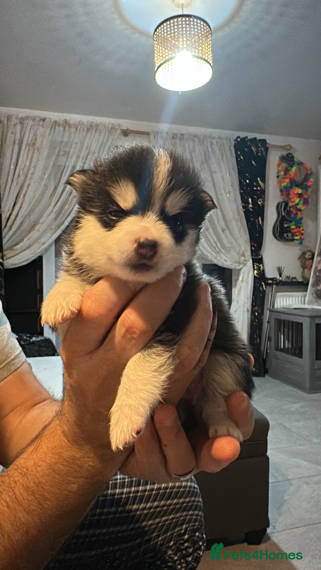 Pomsky dogs for sale: F4 beautiful puppy pomskie blue eyes - Image 34