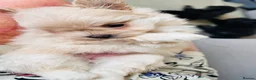 Maltipom dogs for sale: Pomeranian/maltese  in Blackwood - Advert 8