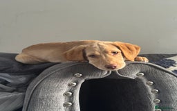 Labrador Retriever dogs for sale: nearly 7 month old labrador girl - Image 27