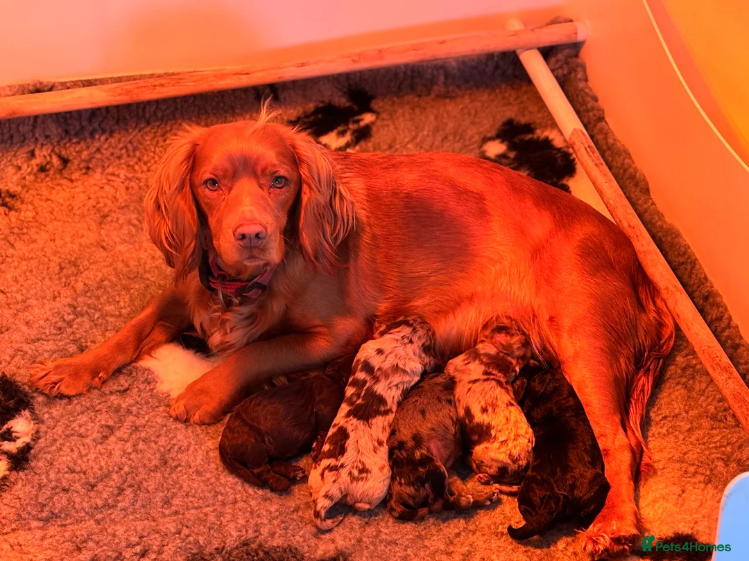 Cockapoo dogs for sale: Stunning F1 Cockapoos  - Advert 1