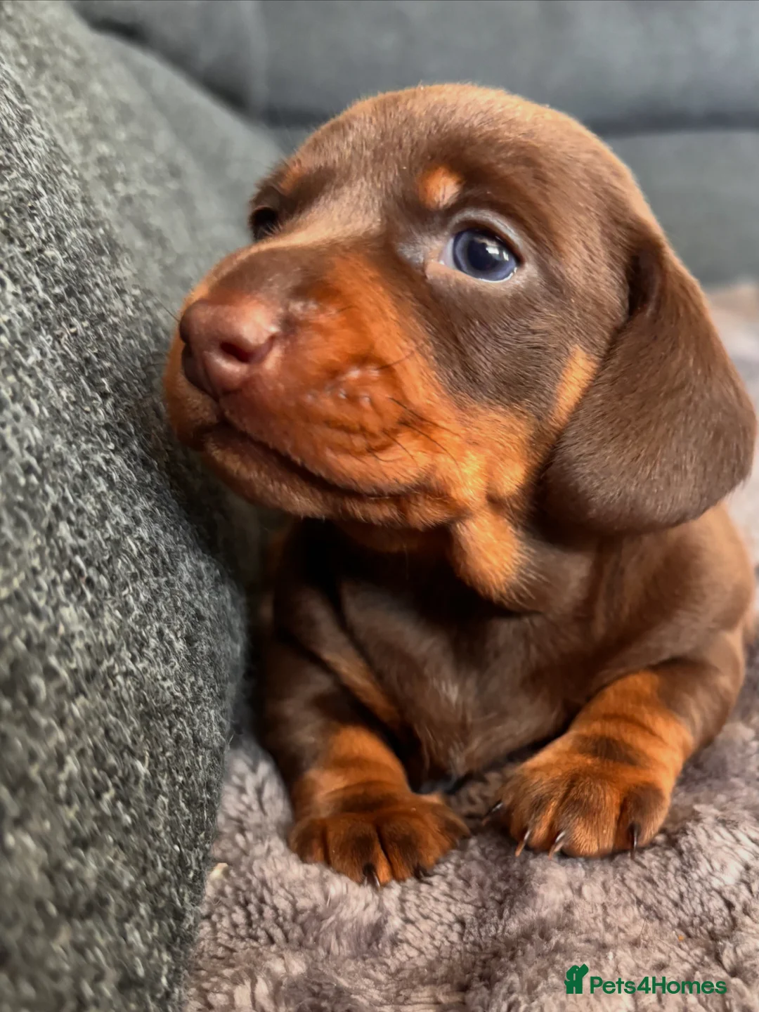 Miniature Dachshund dogs for sale: Male miniature dachshund  - Advert 2