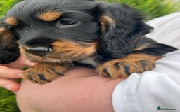 Cocker Spaniel dogs for sale: Working Cocker Spaniels  - Image 12