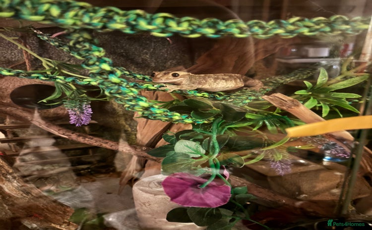 Gecko reptiles - Advert 1