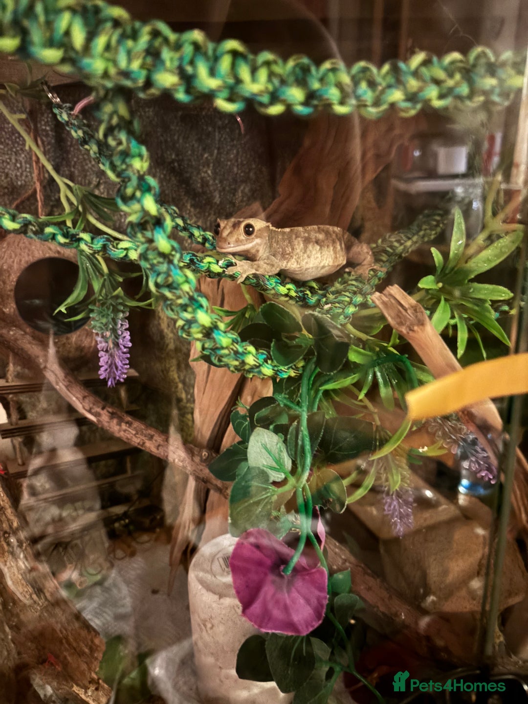 Gecko reptiles for sale: Ideal first pet, Female Crested Gecko - Image 1