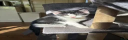 Mixed Breed cats for sale: Kittens Ready Now - 4 Males, 1 Female  - Advert 3