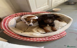 Jack Russell dogs for sale: Stunning Jack Russell Puppies - Advert 5