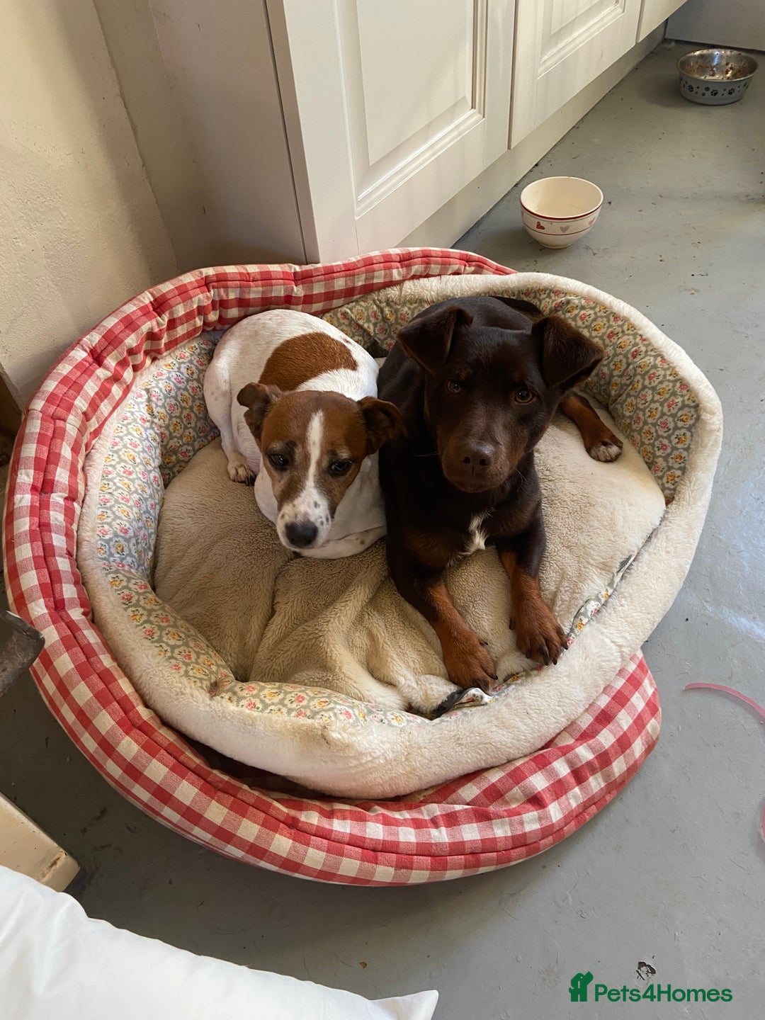 Jack Russell dogs for sale: Stunning Jack Russell Puppies - Advert 5