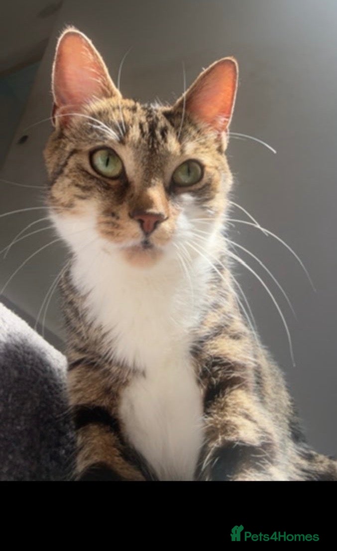 Mixed Breed cats Kittens for sale  - Advert 1