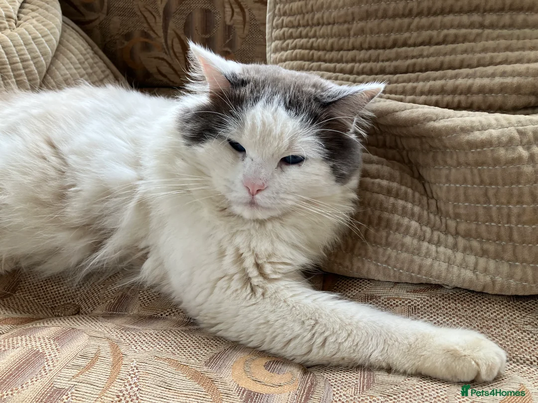 Ragdoll cats for stud: Stunning Blue Ragdoll Stud in Cullompton - Advert 2