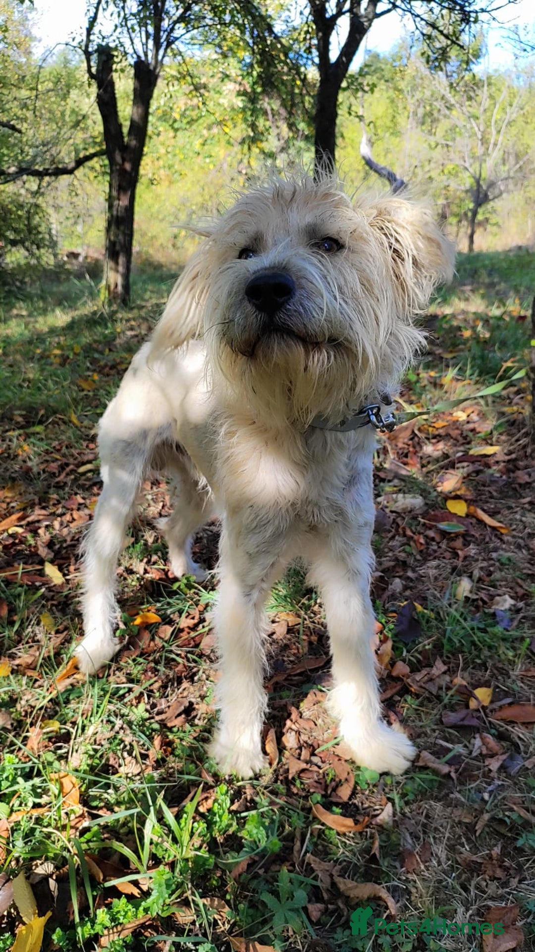 Mixed Breed dogs for adoption: Randolph, 2 - 3 yrs. Available for adoption. - Image 10