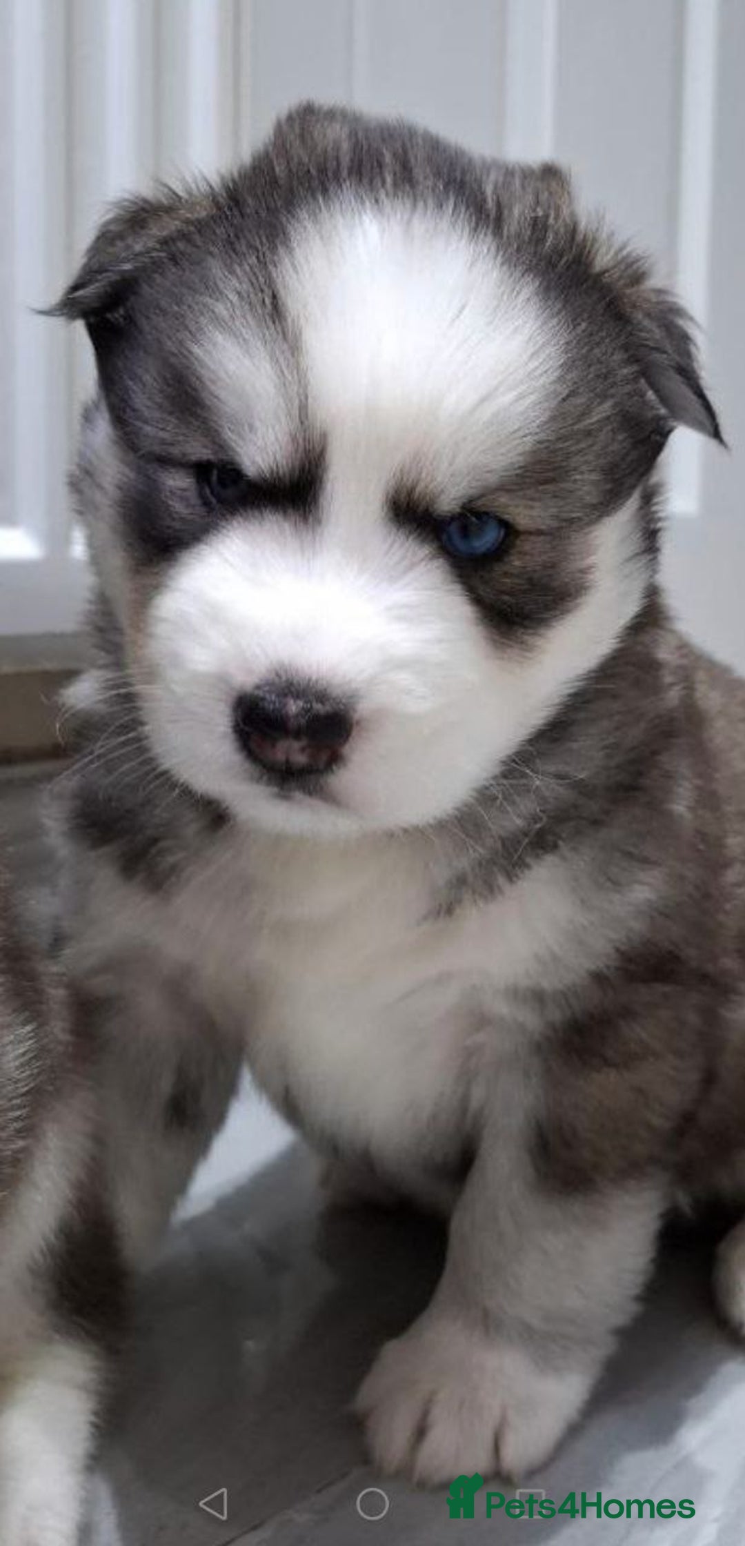 Siberian Husky dogs for sale: Siberian Huskies 1 Male 4 Female - Advert 27