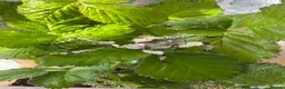 Mixed Breed invertebrates for sale: Giant prickly stick insects  in Basingstoke - Advert 2