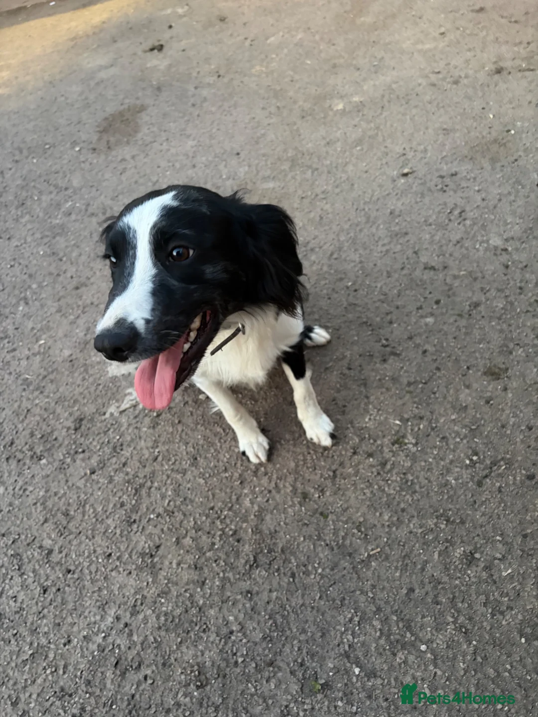 Cocker Spaniel dogs for sale: 19 months old cocker spaniel - Advert 2