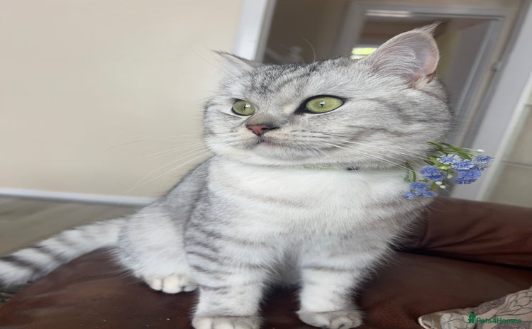 Domestic Shorthair cats - Advert 2