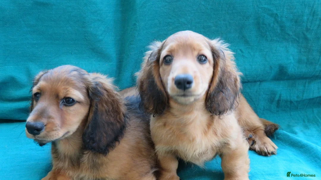Miniature Dachshund dogs for sale: Miniature Longhaired Dachshund - Advert 1