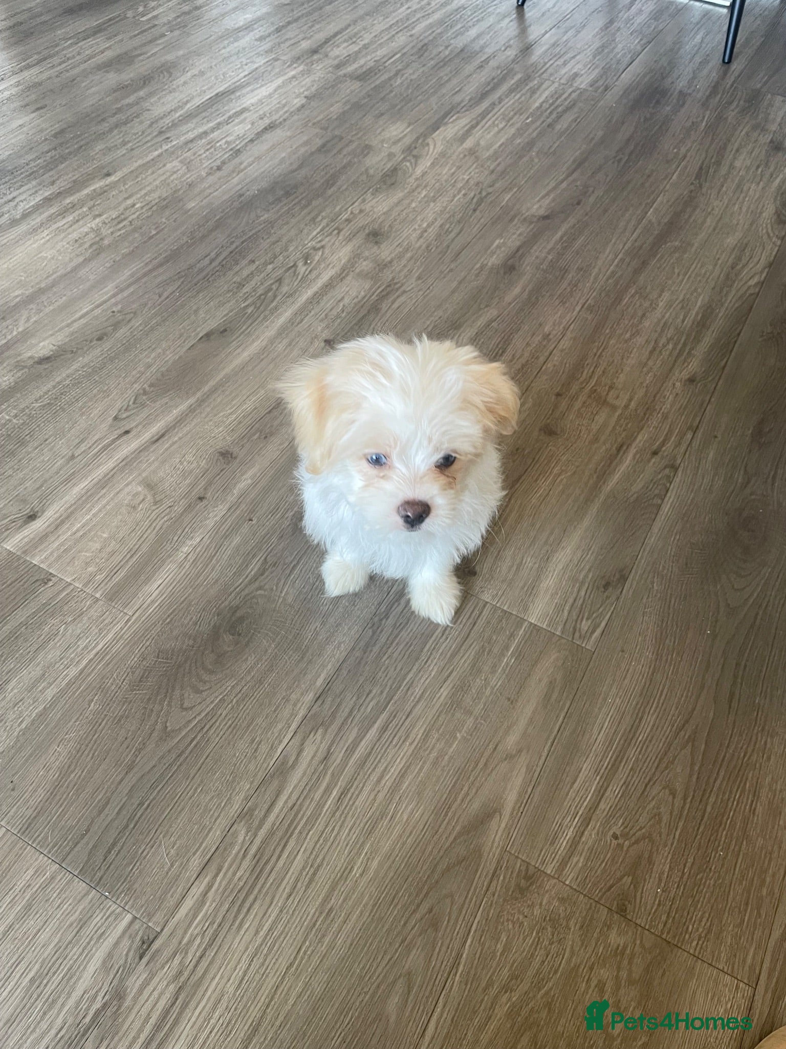 Mixed Breed dogs Last Beautiful Maltese Cross Puppy- Grey Eyes   - Advert 3